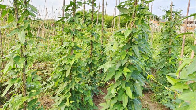 农村种植豆角“高产”有窍门,做到4个步骤,豆角嫩又多摘都摘不完