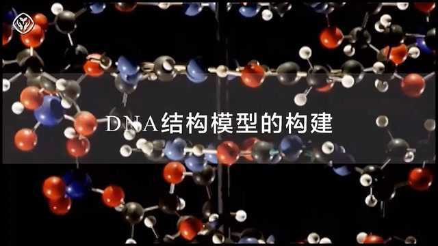 123.DNA结构模型的构建