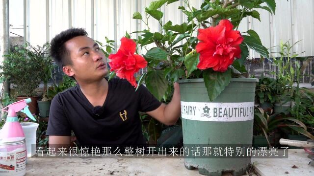 扶桑花开花最招“嫉恨”,处理不赶趟,无花赏