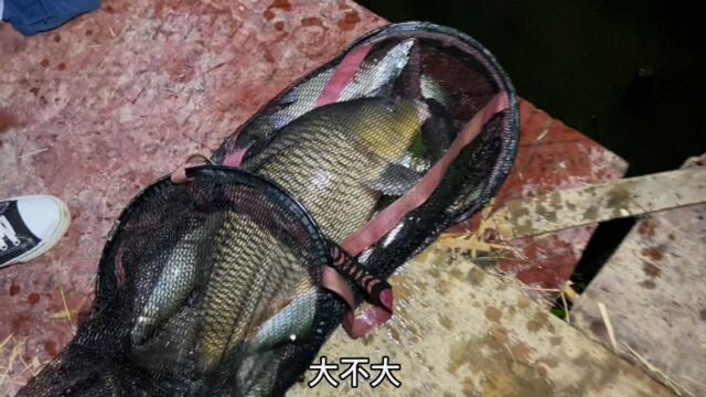 10斤大鲤鱼上岸,汉鼎全能战鱼竿实战测试开光,历时一周!