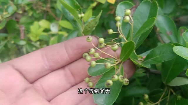 小张家乡有一种植物叫救兵粮,一听这个名字就有来历!