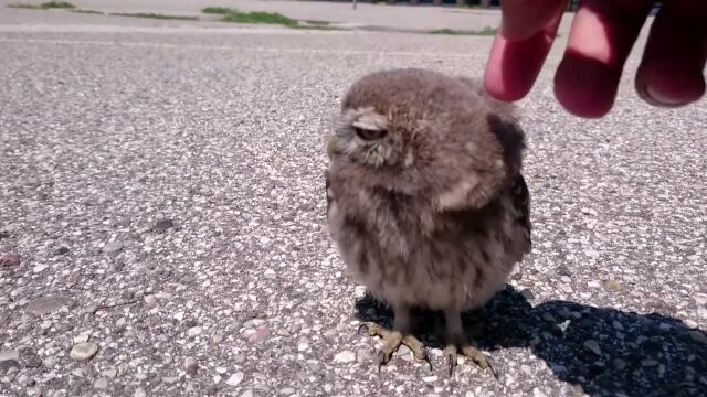 小猫头鹰也会有烦恼吗,为什么会一只鸟站在风中发呆呢