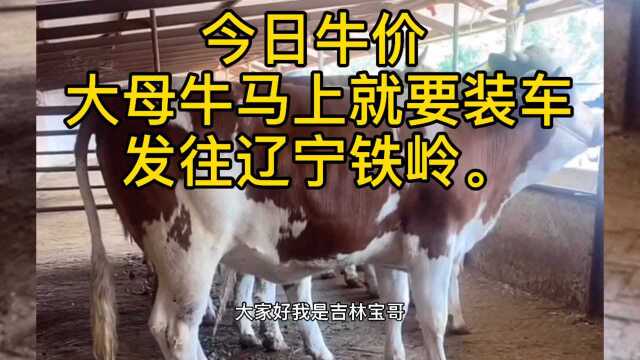 今日牛价 大母牛马上装车发往辽宁铁岭