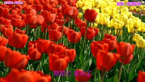 《美满人生》欣赏，mv音乐软件