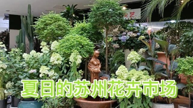 夏日的苏州花卉市场