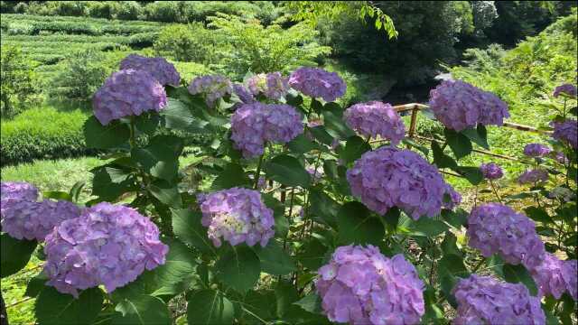 紫阳花盛开美景观赏,绣球花自然风景欣赏