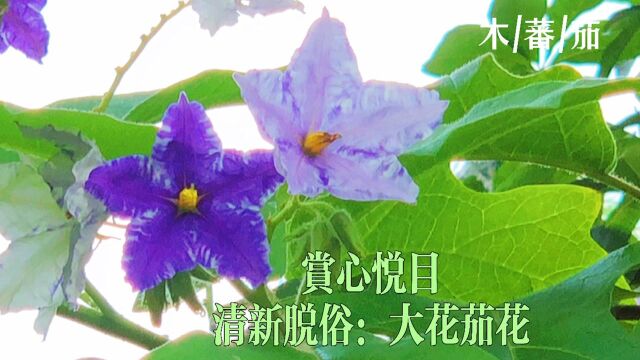 这种大花茄花你见过吗?赏心悦目、清新脱俗