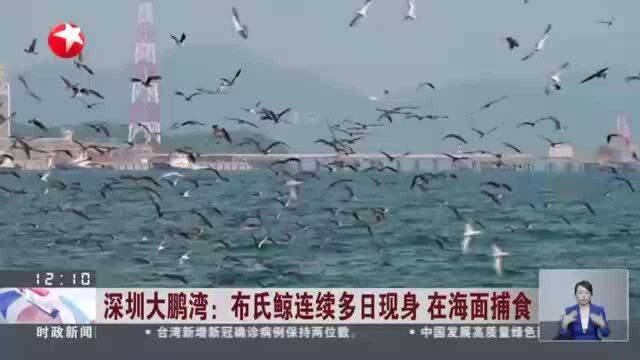 深圳大鹏湾:布氏鲸连续多日现身 在海面捕食