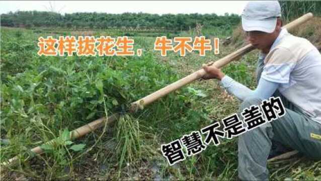 广西农民发明了一种拔花生的方法,简单又省力,工作高效看得见