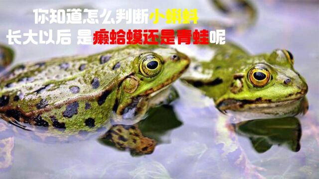 你知道怎么判断小蝌蚪长大以后 是癞蛤蟆还是青蛙呢?#“知识抢先知”征稿大赛#