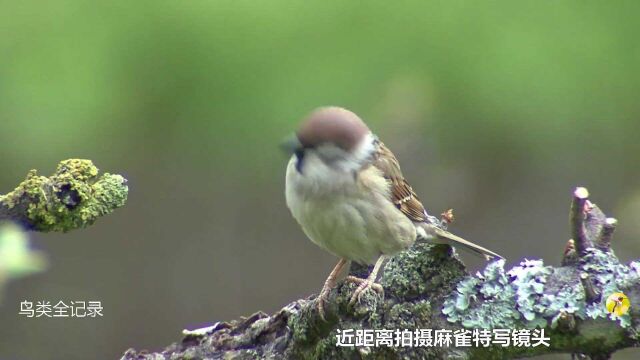 其实麻雀也很美!野鸟近距离特写动画