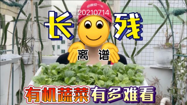 【图安一记】长残的有机蔬菜有多难看?就离谱