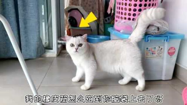 小猫咪进化的进化史,天使兽猫猫咪:主人你这是啥玩意啊又往我头上戴