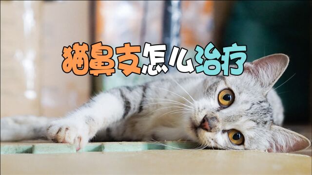 猫鼻支怎么治疗