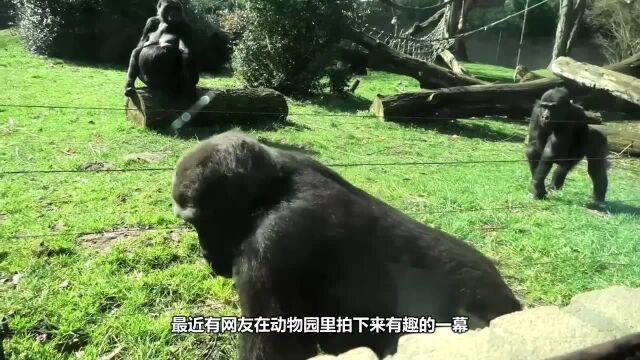 智商超高的猩猩,告诉游客别触碰电网,并演示如何安全通过