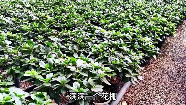 谁说“青州”没有“花农”今天就“带大家”去看看