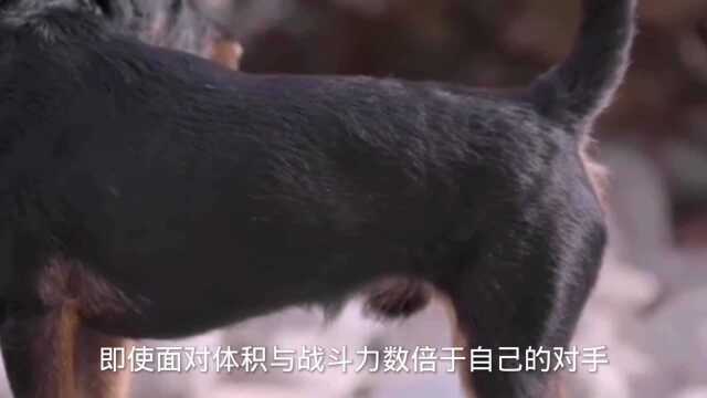 猛犬中的小钢炮,小流氓,德国猎梗