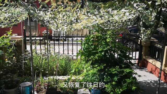 8月1日继续播报受台风影响辽宁辽西葫芦岛大雨解除太阳出来了