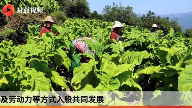 小康圆梦|片片“金叶”铺就四川宜宾屏山乡村振兴致富路