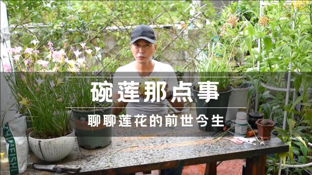 碗莲那点事,聊聊碗莲的前世今生,细说2000年莲花演变史