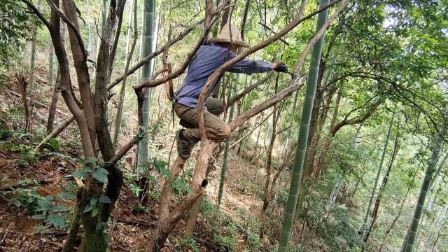 农村的朋友经常会到山上找农具手柄木材,这些木材坚硬很耐用!