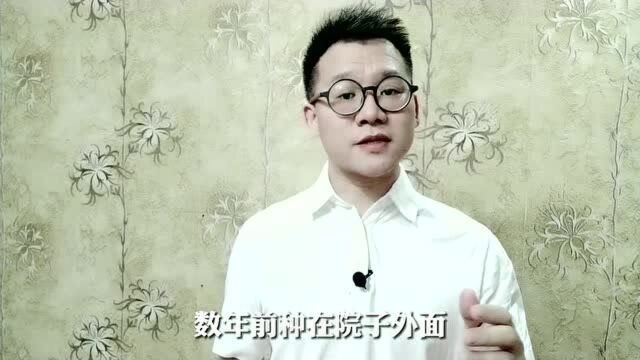 被罚14万?上海男子修剪自家香樟树遭罚款,网友:万万没想到