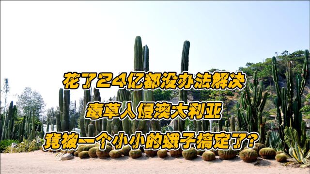 花24亿都治不了的非洲毒草,入侵澳大利亚后,却被一群蛾子安排