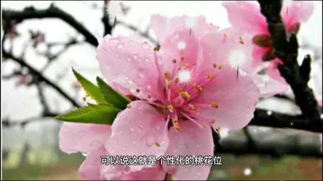 看看你的桃花位在哪里