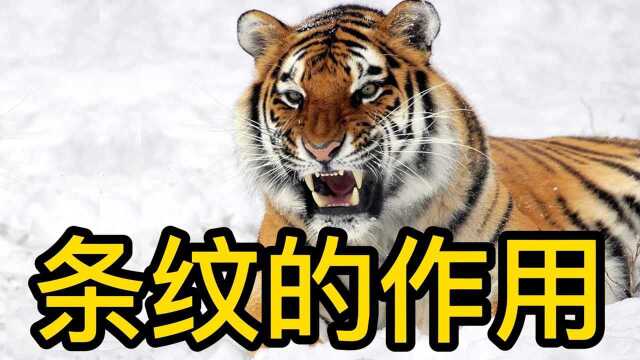 老虎身上的条纹有什么作用?竟能从小鹿眼中隐身!#知识开学季知识ˆ’#