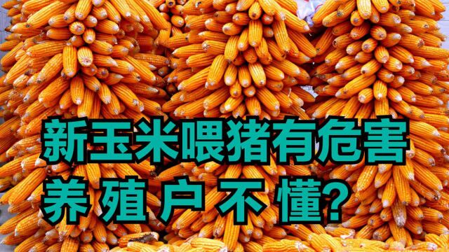 9月开启早熟玉米陆续上市,新玉米喂猪有危害,养殖户不懂?