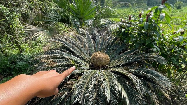 江西出现千年奇观,铁树开花里面还长满了“凤凰蛋”,一株价值20万