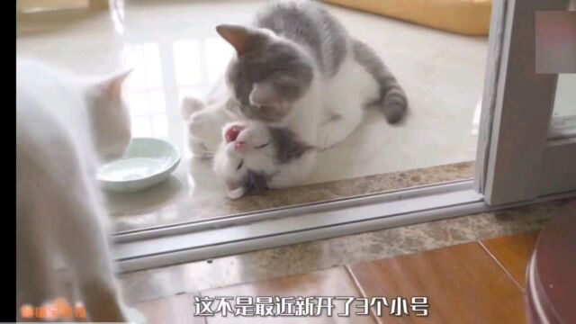 女人和猫咪