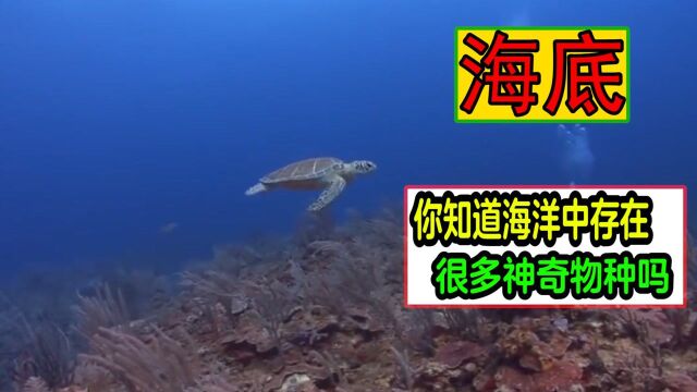 你知道海底里存在什么生物吗,人类只发现了海洋中5%的生物,那还有95%呢#知识ˆ’知识抢先知#