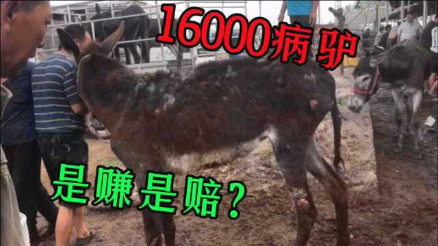 驴主花16000元买四头病驴,个个枯瘦如柴,难道驴主要大赚一笔?