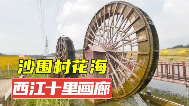 金秋送爽打卡西江十里画廊沙围村:一个传统乡村的振兴之路