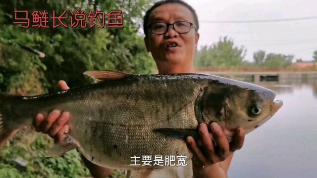 野钓鲢鳙,根据鲢鳙鱼的身材就知道这个水域资源咋样,你见识过吗