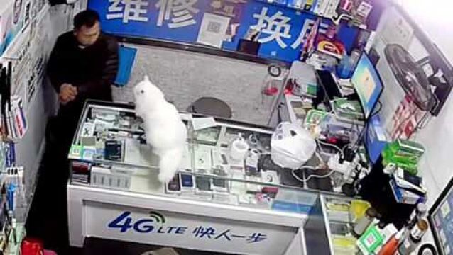 逗猫的场面逐渐失控,店主逗猫结果反被猫咪教育,太搞笑了!