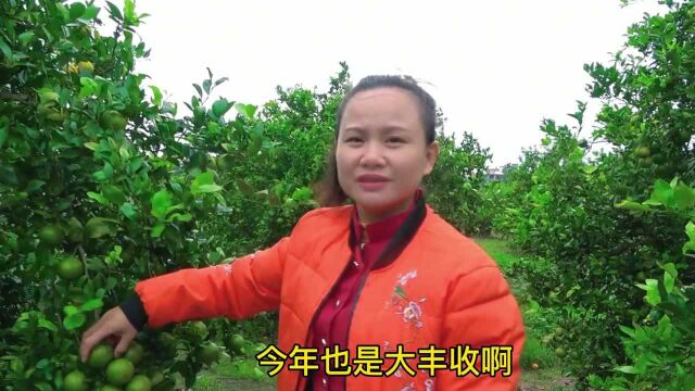 继荔枝之后巧妇9妹再卖皇帝柑,首卖已超20万单,王者归来