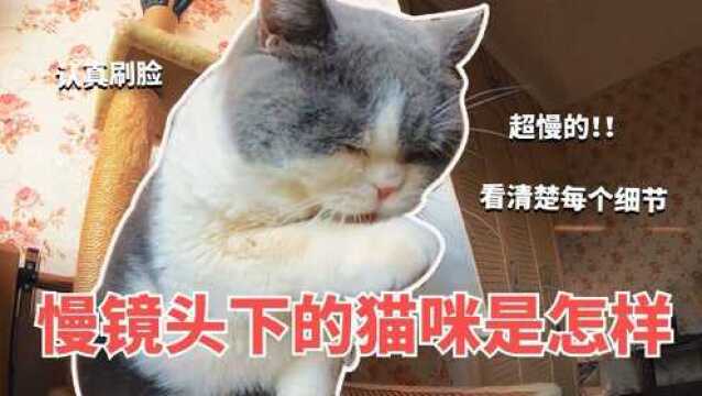 慢镜头下的猫咪