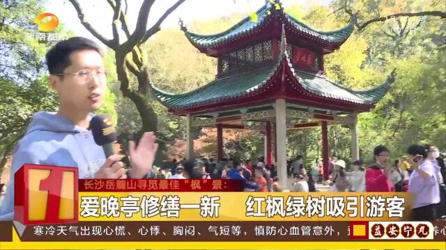 岳麓山74种秋色叶树 爱晚亭修缮一新 红枫绿树吸引游客打卡拍照