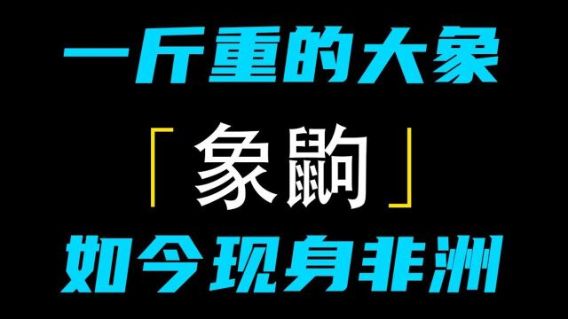 罕见象鼩重出江湖 还和大象是“亲戚”