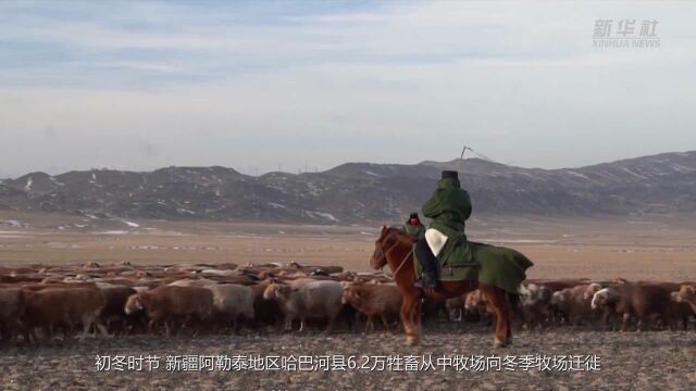 新疆:戈壁雪原 牲畜转场迁徙