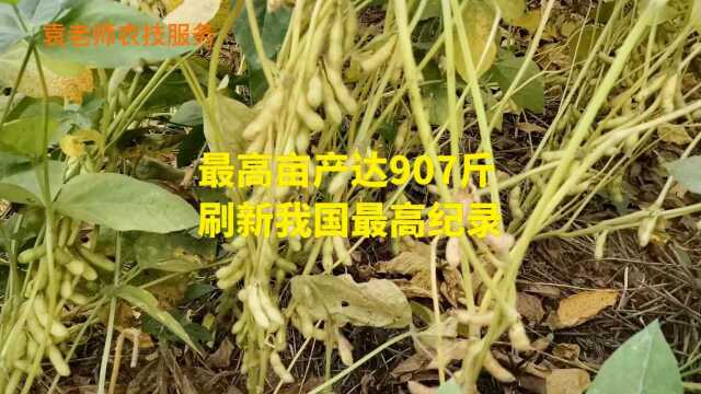 最高亩产907斤,这个抗倒大豆新品种,刷新我国大豆单产最高纪录