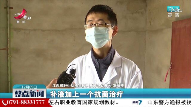 【第二届鄱阳湖国际观鸟周】灰雁病重落单 野保站悉心照料