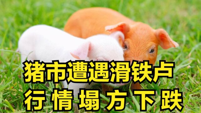 猪市遭遇“滑铁卢”!12月9日:猪价满屏绿,或将'塌方'下跌