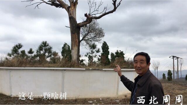 甘肃天水3000年的腊梅树见过吗?听农村大叔讲它的前世今生