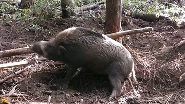 日本福岛泛滥的野猪