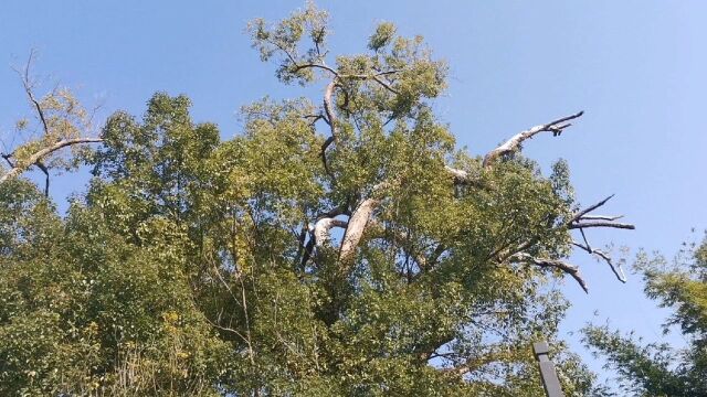 广西农村700年大树和800年大树如邻居相隔,相差一百年却很大不同