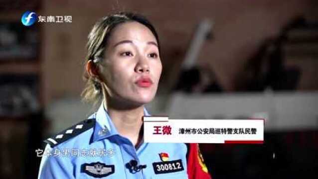 中国人民警察节 | 八闽铿锵警花“别样红”