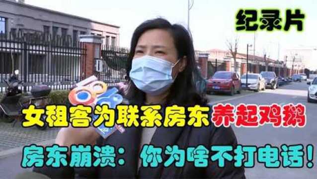 女租客想联系房东,便在房内养起了鸡鹅,房东崩溃:为啥不打电话